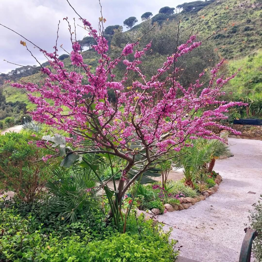 Villetta Dei Fichi D'India Rio dellʼElba Bagian luar foto